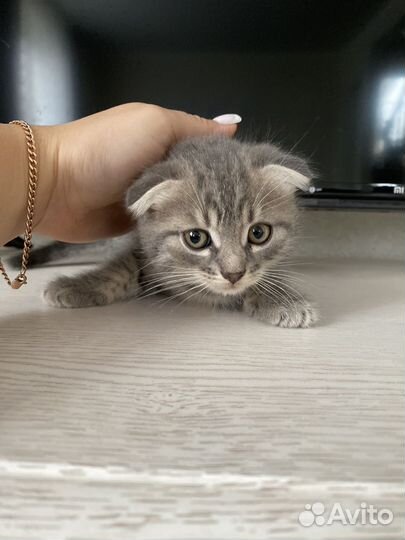 Кошки в добрые руки бесплатно