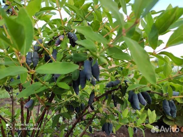 Жимолость канадских и российских сортов