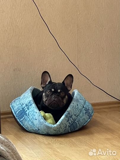 Французский бульдог