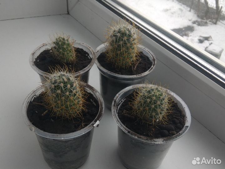 Кактусы маленькие