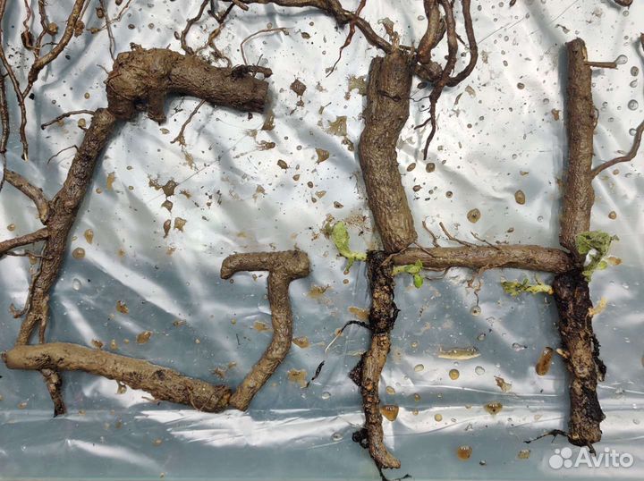 Павловния гибриды оригинал Корни