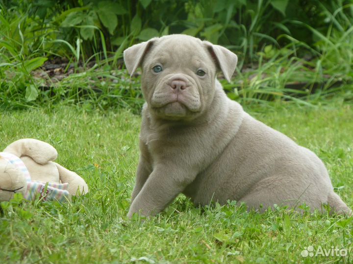 Американский булли