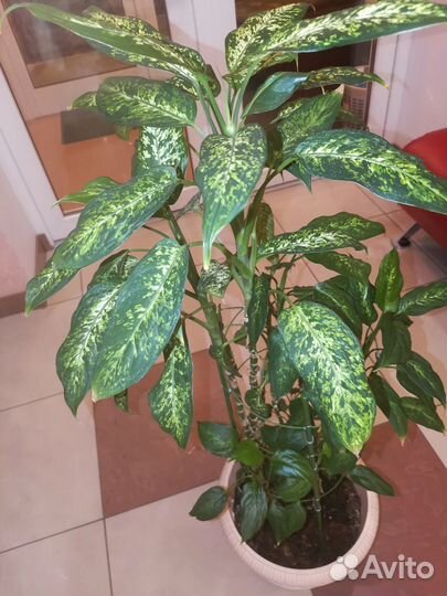 Комнатные цветы