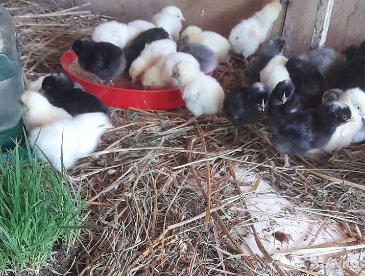 Цыплята доминант