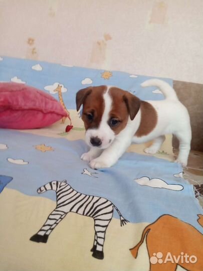 Джек Рассел терьер Щенки