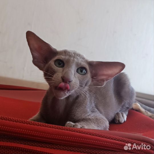 Ориентальные мальчики