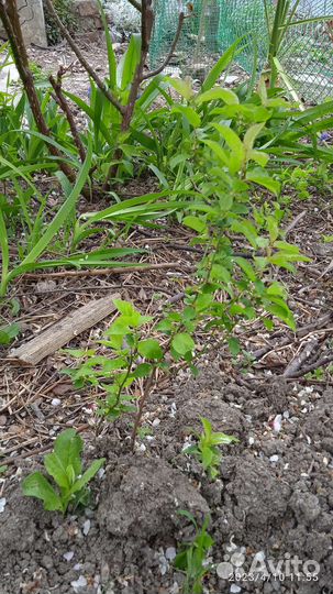 Саженцы тёмной, крупной алычи