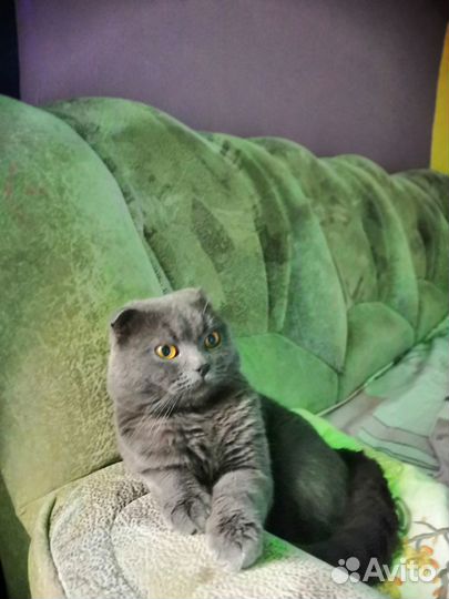 Передержка животных