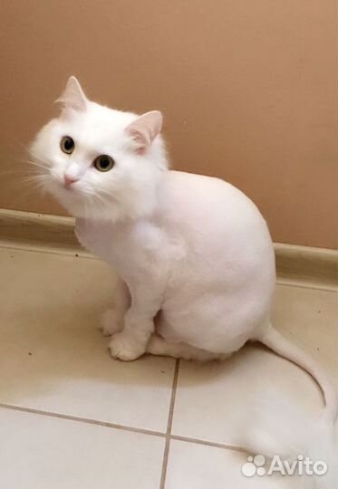 Груминг. Стрижка собак и кошек