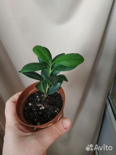 Фикус микрокарпа, фикус пестролистный