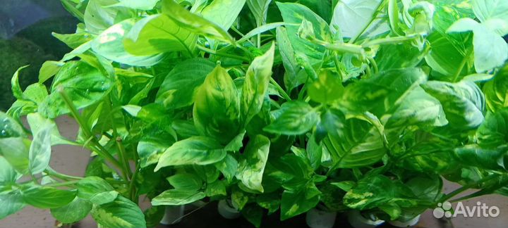 Номафила в ассортименте магазина Аквариумные расте