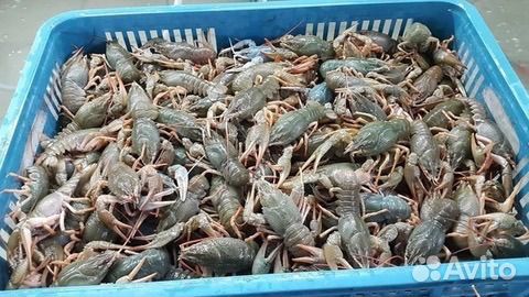 Раки живые