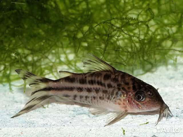 Коридорас Нанус или Мотыльковый (Corydoras Nanus)