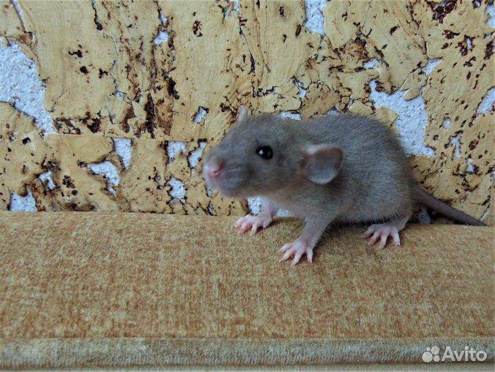 Крысы, крысята - дамбо, стандарт. клетки. гамак