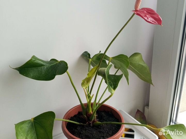 Антуриум не цветущий