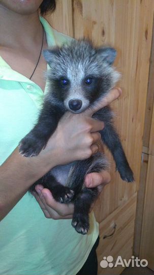 Передержка животных, выкармливание стрижей
