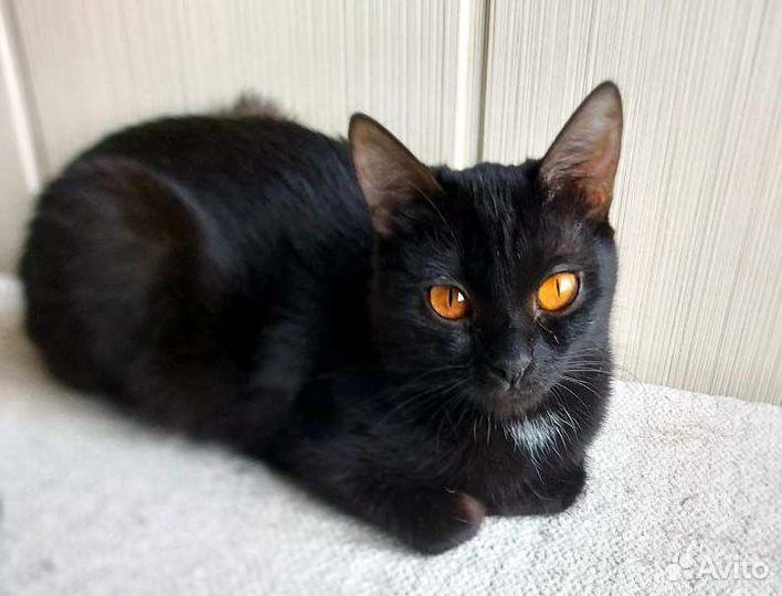 Замечательные миниатюрные кошечки-подростки, в дар