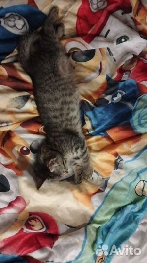 Отдам в добрые руки