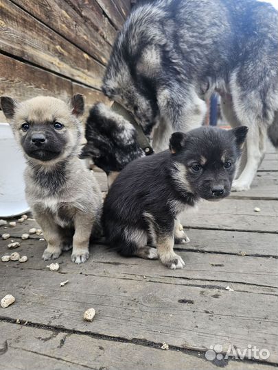 Щенки от хаски