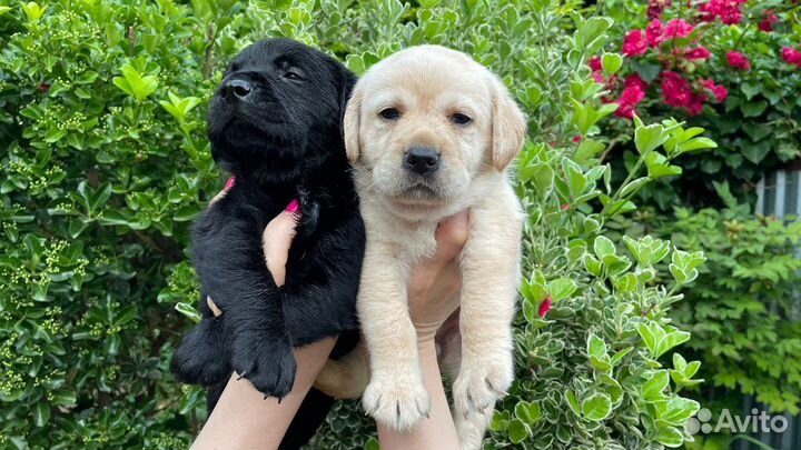 Щенки лабрадора