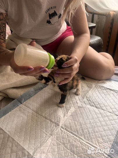 Котенок девочка трехцветная