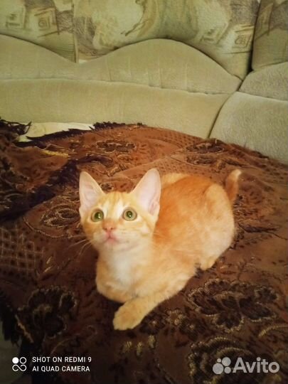 Рыжий котенок