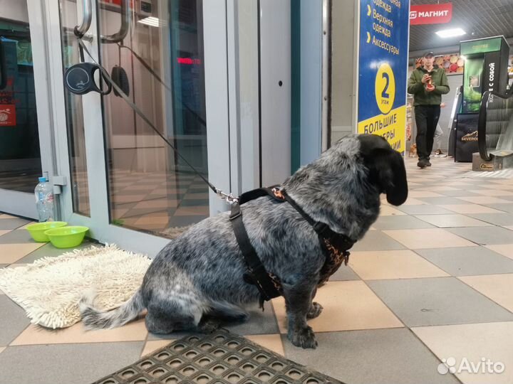 Собака в добрые руки