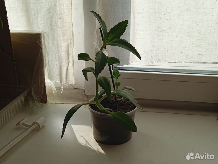 Каланхоэ лечебное доктор