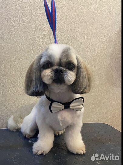 Стрижка собак