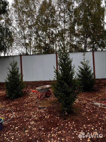 Ели и сосны из питомника 5 метра