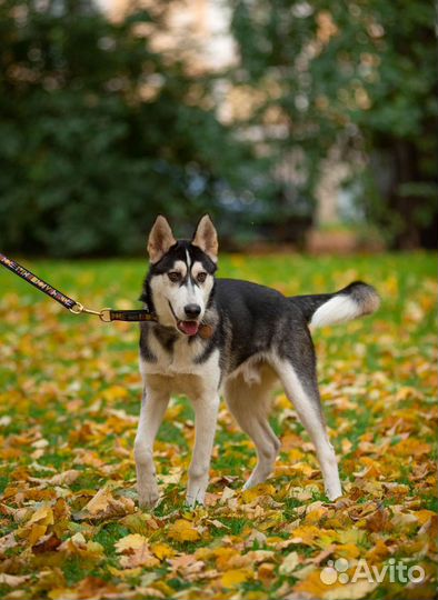 Щенок ищет дом