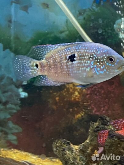 Лабидохромис Еллоу, Хромис красавец, попугай