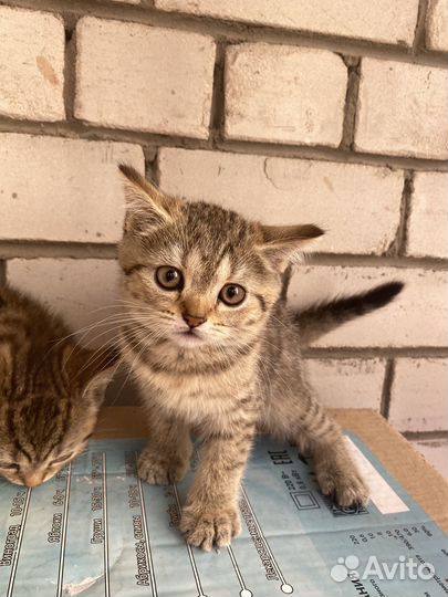 Котята бесплатно