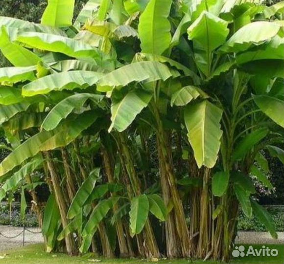 Банановая пальма