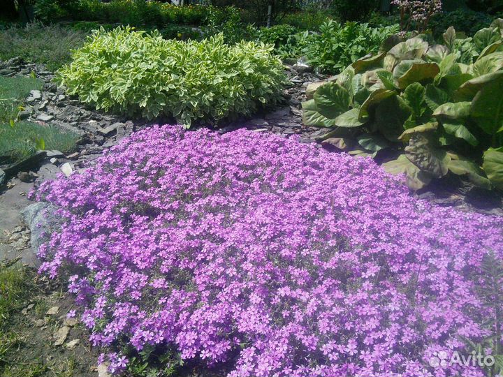 Многолетники ирис болотный,хосты, лилейник