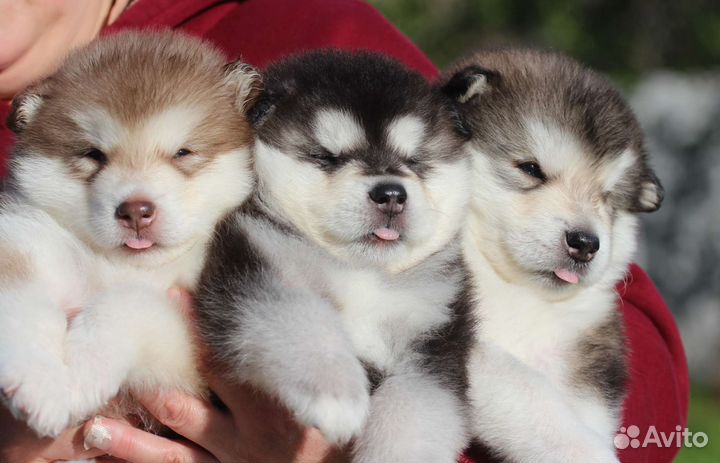 Аляскинский маламут