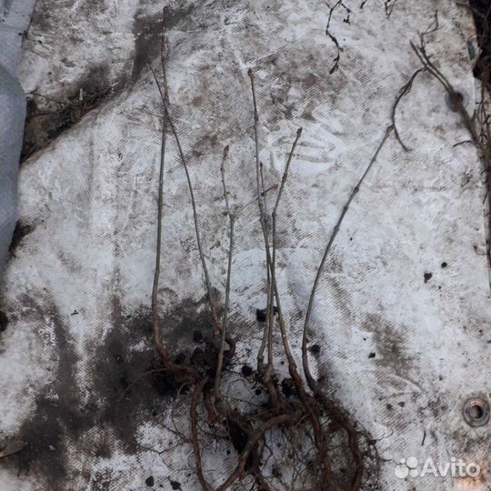 Дуб красный