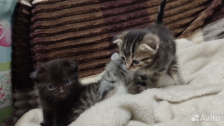 Шотландская вислоухая