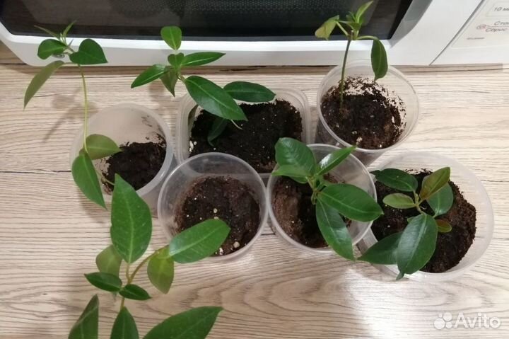 Дипладения