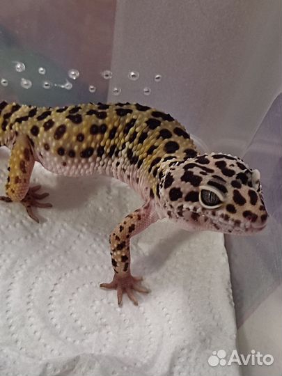 Эублефар самец