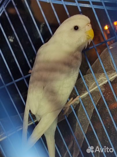 Волнистый попугай с клеткой