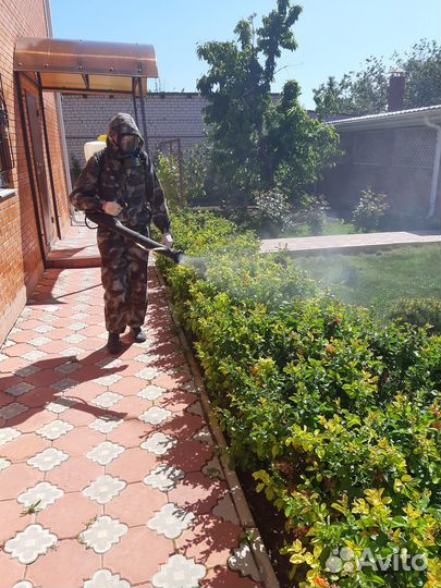 Уничтожение клопов травить тараканов блох клещей