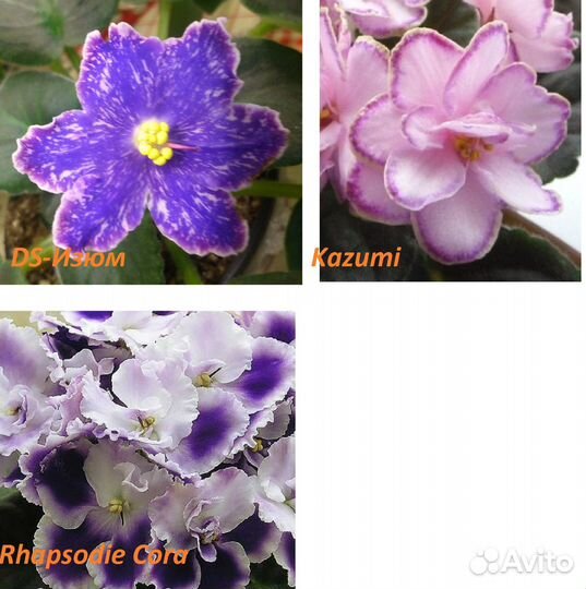 Укоренённые черенки c детками