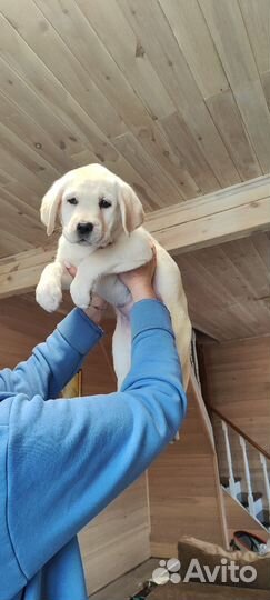 Щенок лабрадора