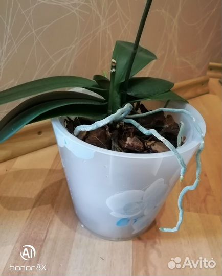 Орхидея фаленопсис