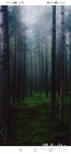 Лес на корню