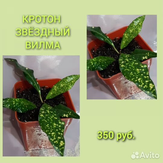 Кротон Вилма