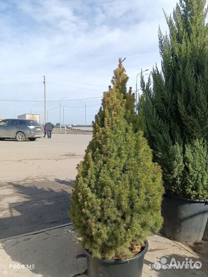 Ель канадская Коника