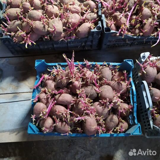 Семенной картофель, сорт Ред Соня элита