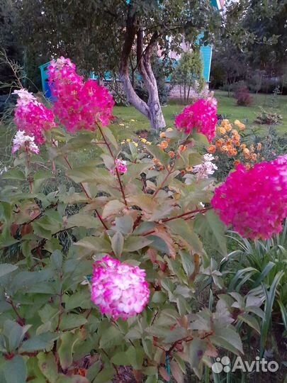 Гортензия метельчатая